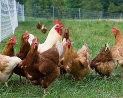 ΠΕ ΠΕΛΛΑΣ : Επείγουσα ενημέρωση πτηνοτρόφων, κατόχων οικόσιτων πουλερικών, κρατικών υπηρεσιών και λοιπών ιδιωτικών φορέων για τη γρίπη των πτηνών