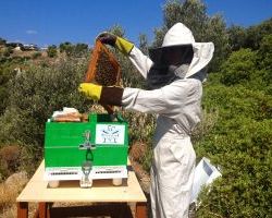 Υποβολή αιτήσεων για τη βελτίωση των συνθηκών παραγωγής και εμπορίας των προϊόντων της μελισσοκομίας