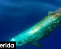 Τι είδους είναι η φάλαινα που εκβράστηκε στον Άλιμο: Πού ζει, τι τρώει, τι μέγεθος φτάνει -Κορυφαίος καταδύτης