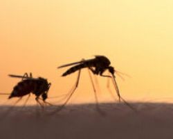 ΕΟΔΥ: 268 κρούσματα από τον ιό του Δυτικού Νείλου – 26 θάνατοι