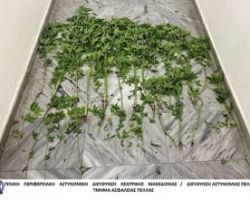 Κρύα Βρύση: Καλλιεργούσε 42 δενδρύλλια κάνναβης στην αυλή της οικίας του