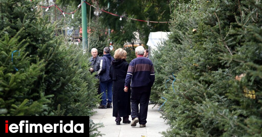 Ετοιμάζονται για τις γιορτές οι ελατοπαραγωγοί στον Ταξιάρχη -Πότε αρχίζει η πώληση των χριστουγεννιάτικων δέντρων, οι τιμές