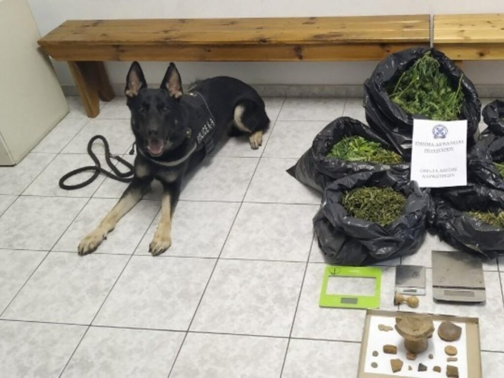 Πιερία: Ο αστυνομικός σκύλος «Ακύλας» μύρισε τα ναρκωτικά που ήταν κρυμμένα σε κορμό δένδρου