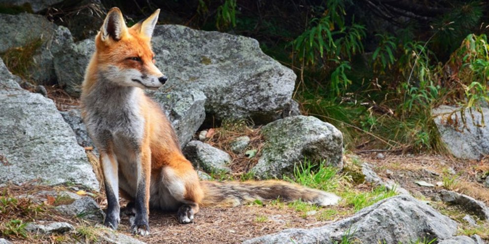 Ξεκινούν οι από αέρος εμβολιασμοί των κόκκινων αλεπούδων με δολώματα -Για την καταπολέμηση της λύσσας