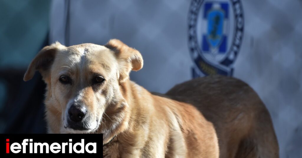 ΕΛ.ΑΣ.: Δημιουργείται τμήμα προστασίας των ζώων για την καλύτερη εφαρμογή του νόμου