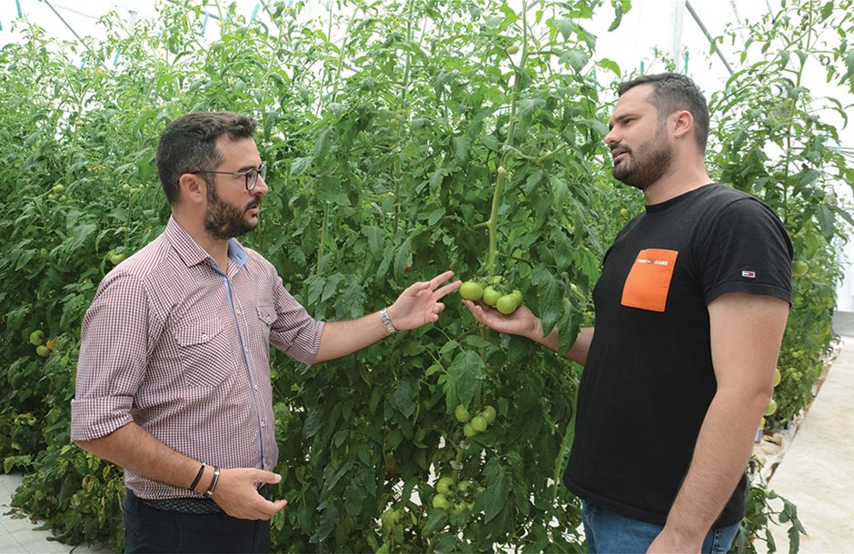 Με έμφαση στη ρίζα για ταχεία μεταφορά ασβεστίου και ανθεκτικότερο καρπό