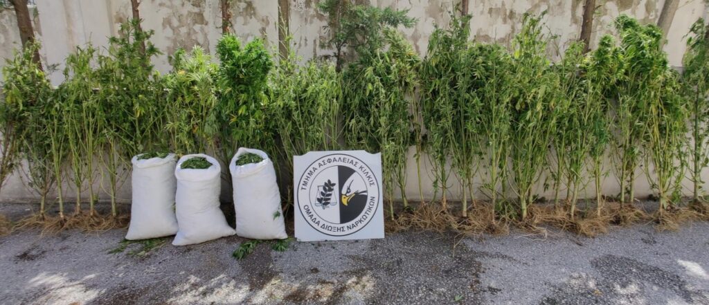 Συλλήψεις στην Κεντρική Μακεδονία για καλλιέργεια δενδρυλλίων κάνναβης