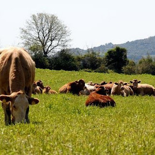 Ανάπτυξη της κτηνοτροφίας και της βιολογικής παραγωγής από τις χώρες της ΕΕ